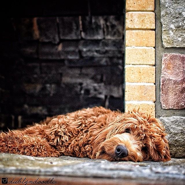 Barkbox Photograph - When Youre This Tired, Even The by Dublyn Slobodnik