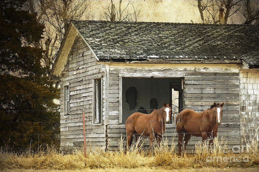 Horse Photograph - Where Are the People by Betty LaRue