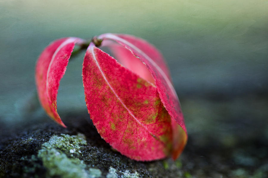 Where Autumn Leaves Fall Photograph by Dale Kincaid