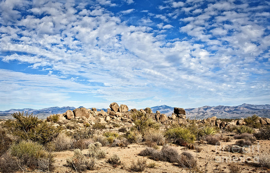 Where Desert Meets Mountain Photograph by Lee Craig