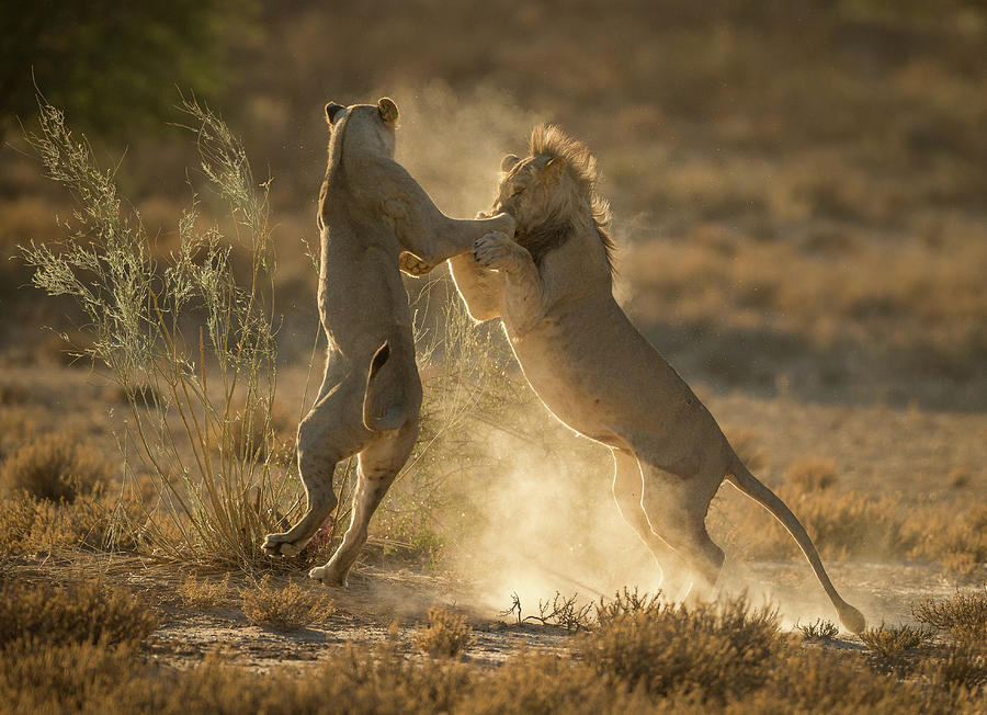 Wildlife Photograph - Where Dust Will Fly by Jaco Marx