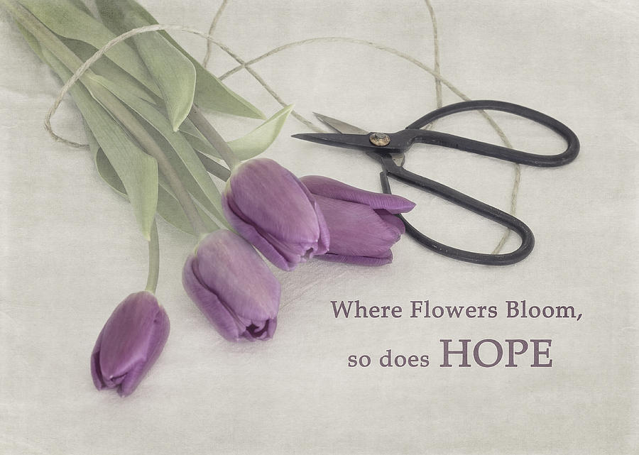 Tulip Photograph - Where Flowers Bloom by Kim Hojnacki