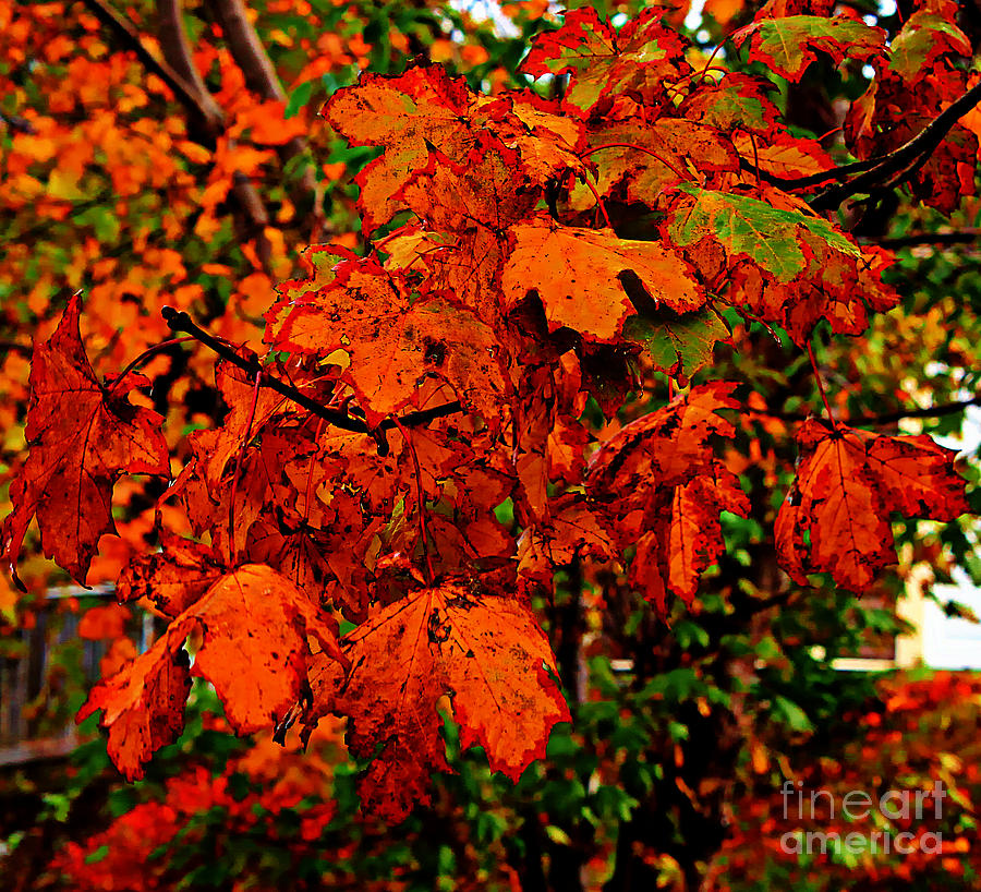 Where has all the Red Gone - Autumn Leaves - Orange Photograph by Barbara A Griffin