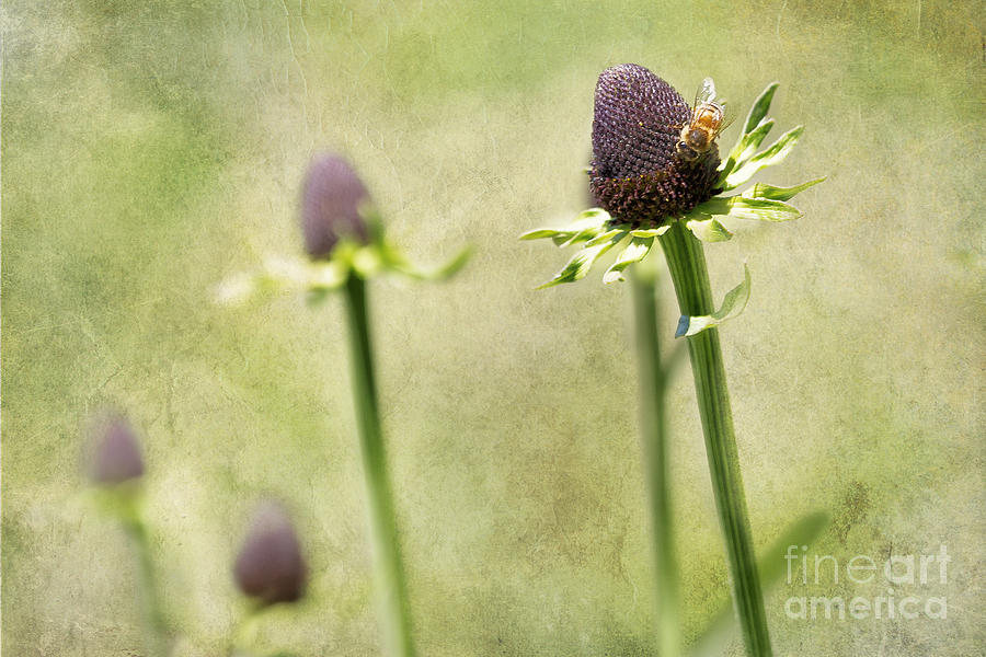Where have all my Petals gone Photograph by Belinda Greb