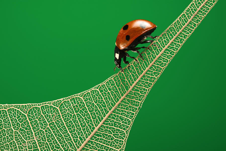 Ladybug Photograph - Where have all the green leaves gone? by William Lee