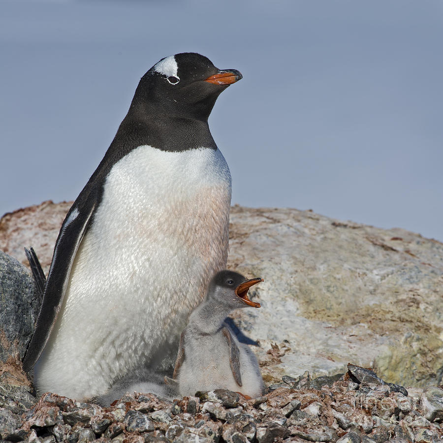 Penguin Photograph - Where is my Krill... by Nina Stavlund