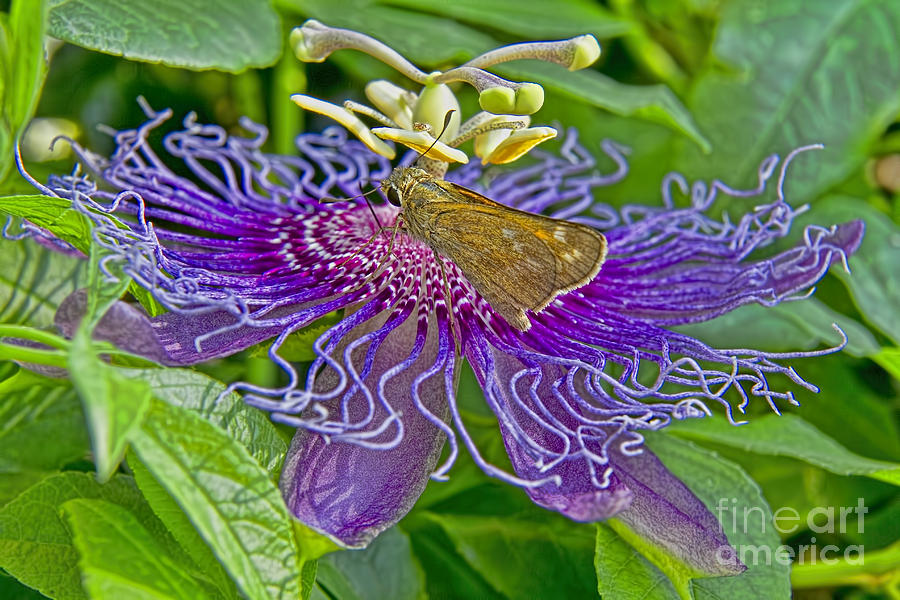 Where Is the Nectar in This Thing Photograph by Gary Holmes