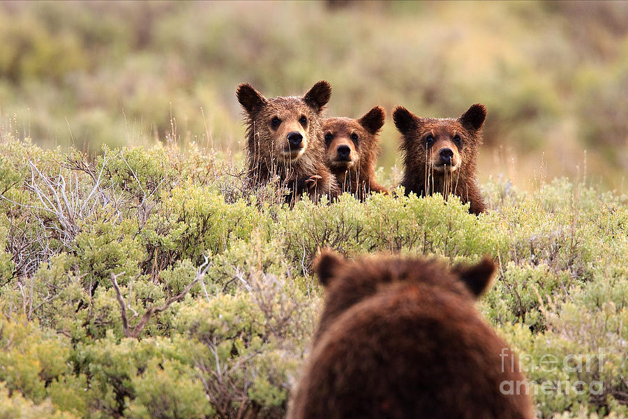 Yellowstone National Park Photograph - Where is your Brother by Aaron Whittemore