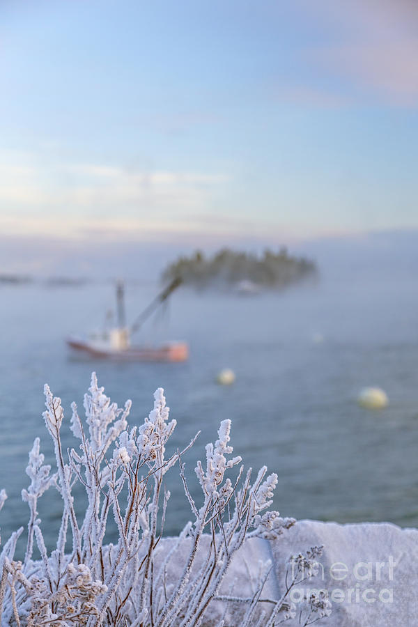 Winter Photograph - Where Morning Glories Grow by Evelina Kremsdorf