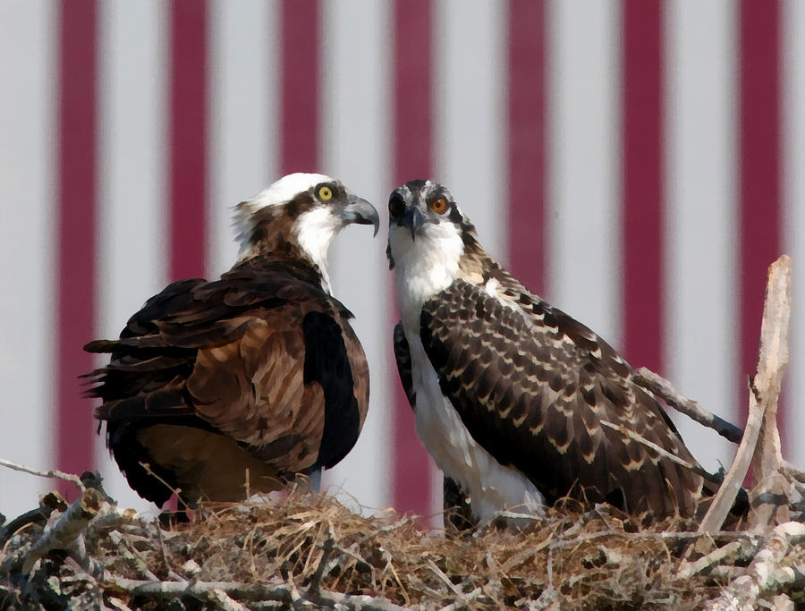 Where Ospreys Dare Close Up Photograph by George Shelton