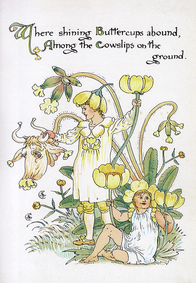 Where Shining Buttercups Abound, Among Drawing By Mary Evans Picture 