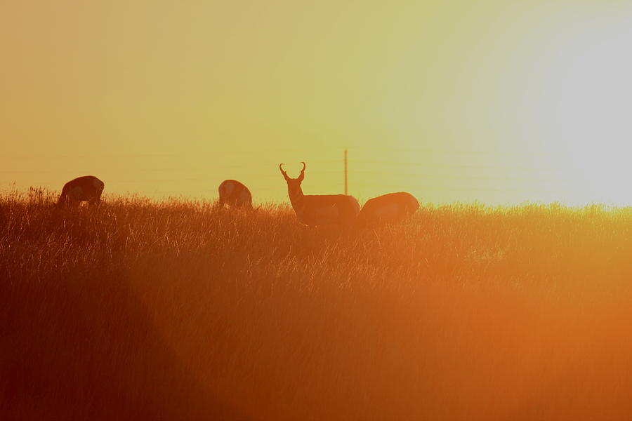 Where The Antelope Roam Photograph by Trent Mallett