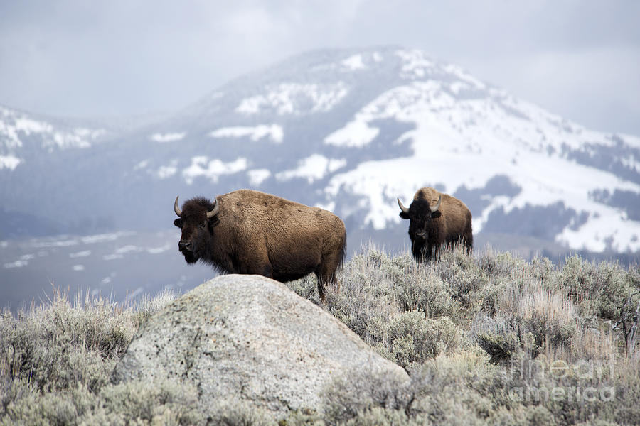 Where the Bison Roam Photograph by Deby Dixon