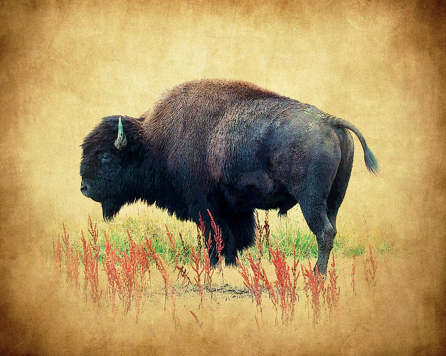 Buffalo Photograph - Where The Buffal Roam by Steve McKinzie