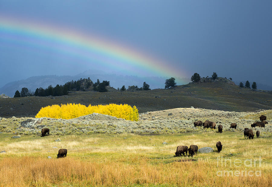 Where the Buffalo Roam Photograph by Deby Dixon