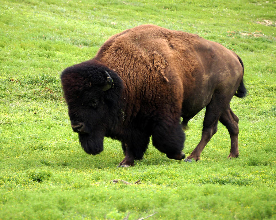 Where The Buffalo Roam Photograph by George Ramondo