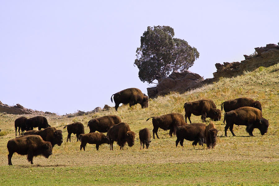Where The Buffalo Roam In Colorado Photograph