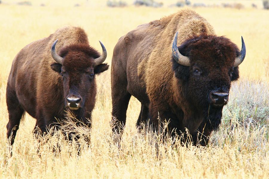 Where the Buffalo Roam Photograph by Karen Jones - Pixels