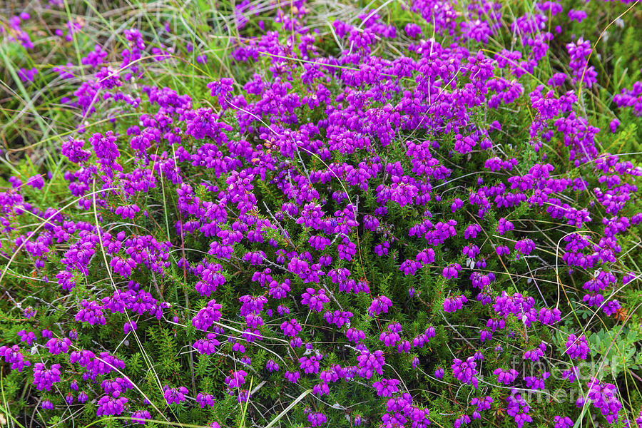 Where the Heather Bells are Blooming Photograph by Diane Macdonald