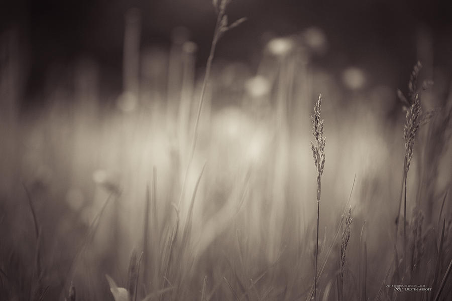 Spring Photograph - Where the Long Grass Blows by Dustin Abbott