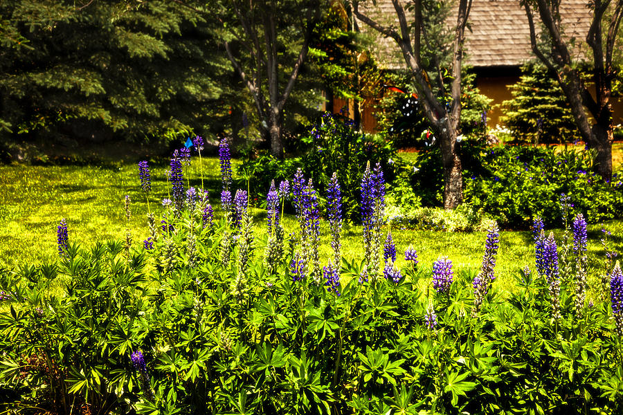 Where the Lupines Grow Photograph by Madeline Ellis