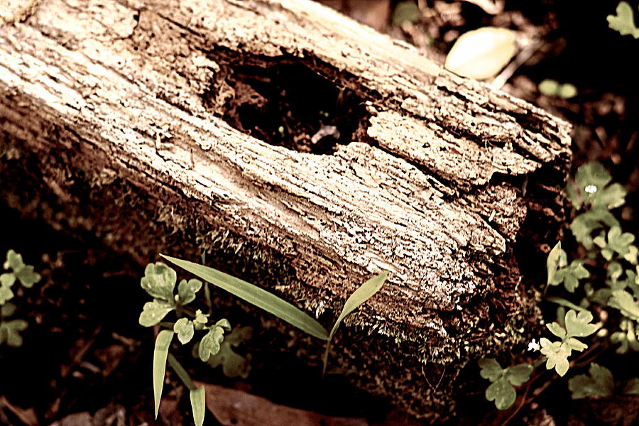 Tree Photograph - Where the Nail Was Buried by Travis Tapley