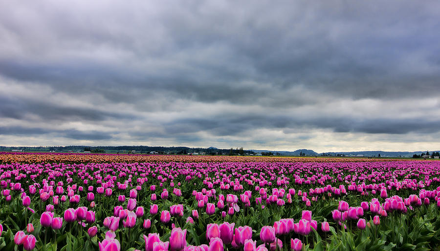 Where the Tulips Meet the Sky Photograph by Don Schwartz