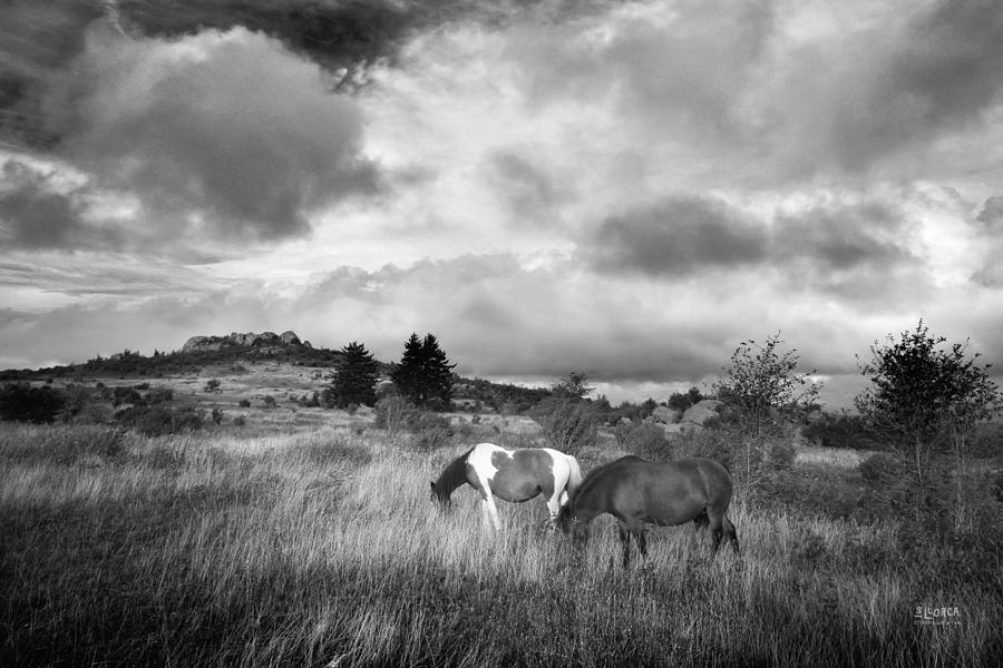 Where The Wild Ponies Are Photograph by Steven Llorca