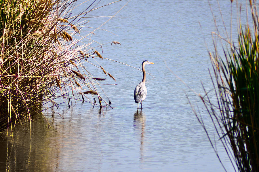 Heron Photograph - Where the Wild Things Are by Bill Cannon