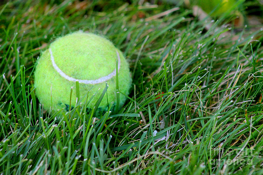 Tennis Photograph - Whered That Dog Go? by Karen Adams