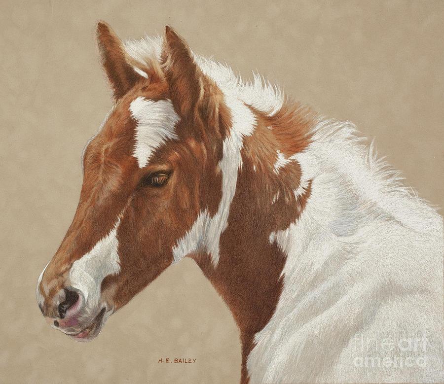 Paint Foal Drawing - Wheres Mom by Helen Bailey