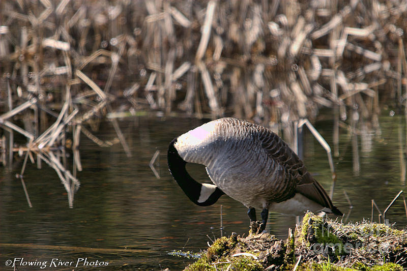 Where's my belly button Photograph by Winston Hunt - Pixels