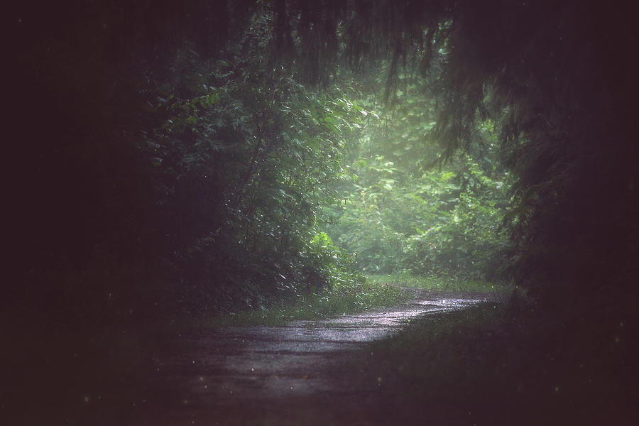 Summer Photograph - Wherever The Path May Lead by Carrie Ann Grippo-Pike