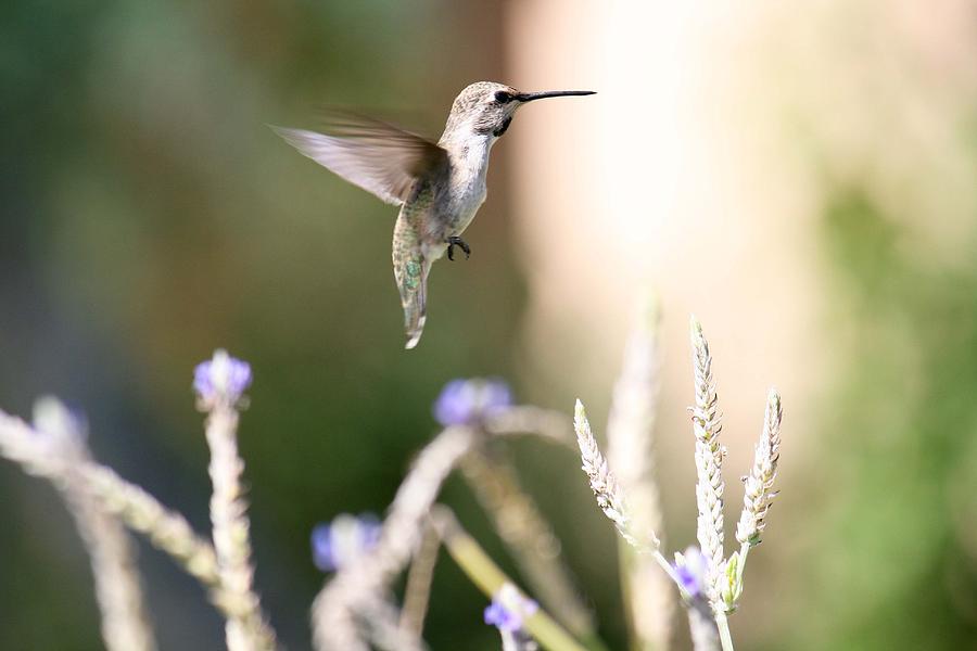 Hummingbird Photograph - Which Way Should I Go by Veronica Vandenburg
