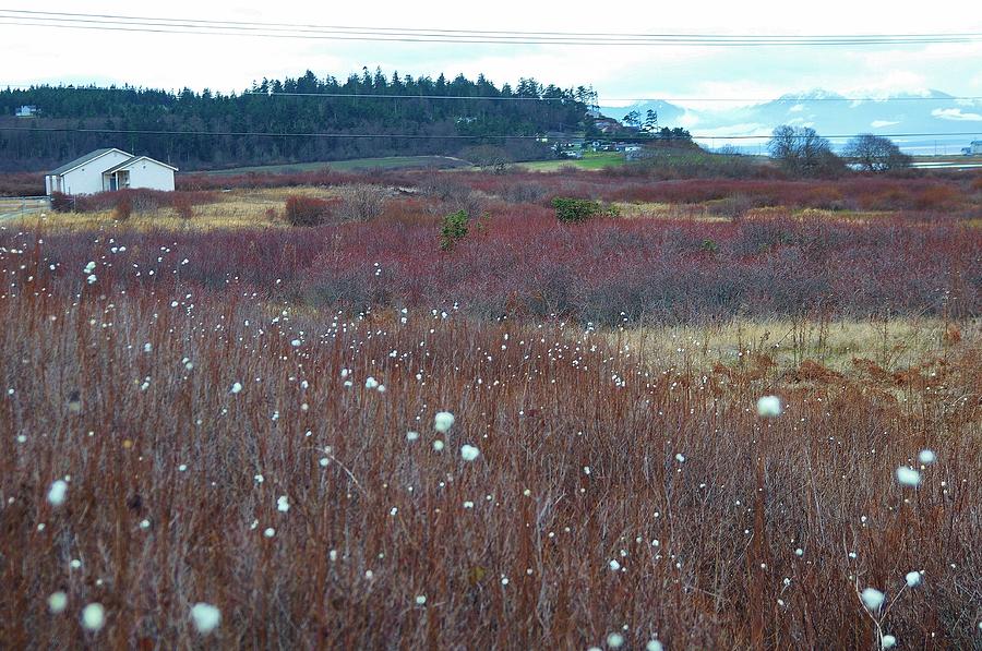 Field Photograph - Whidbey island  by Shannon Lee