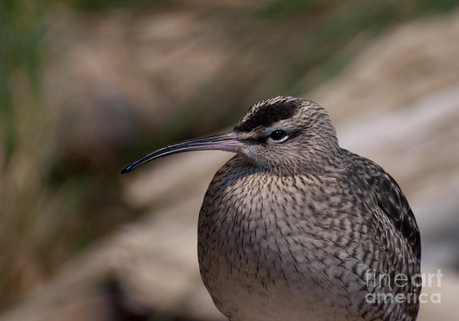 Whimbrel Photograph by Bianca Nadeau
