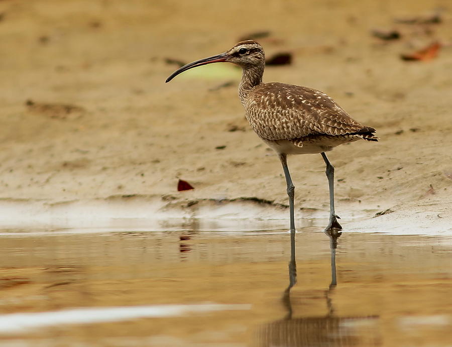 Whimbrel Photograph by Erin  Thomsen