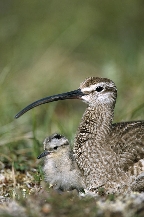 Whimbrel Chick With Parent Alaska Photograph by Michael Quinton
