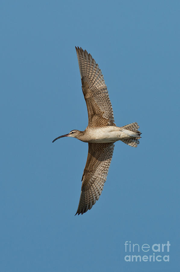 Whimbrel In Flight Photograph by Anthony Mercieca