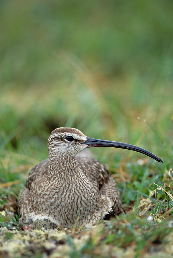 Whimbrel Nesting On Tundra Portrait Photograph by Michael Quinton