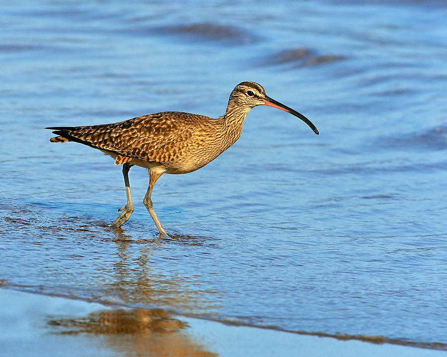 Whimbrel  Photograph by Tony Beck