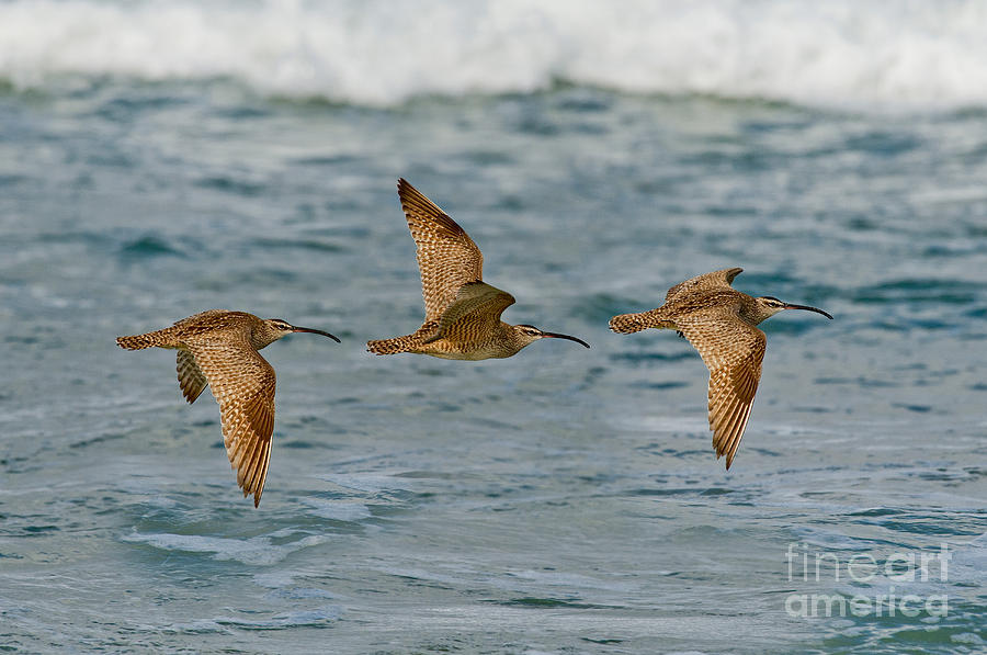 Whimbrel Trio In Flight Photograph by Anthony Mercieca