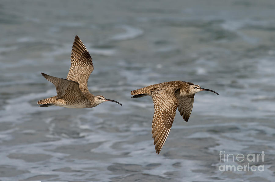 Whimbrels Flying Above Beach Photograph by Anthony Mercieca