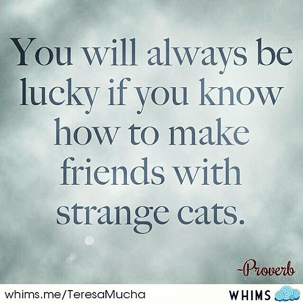 Cat Photograph - #whims #quote #quotable #cats #lucky by Teresa Mucha