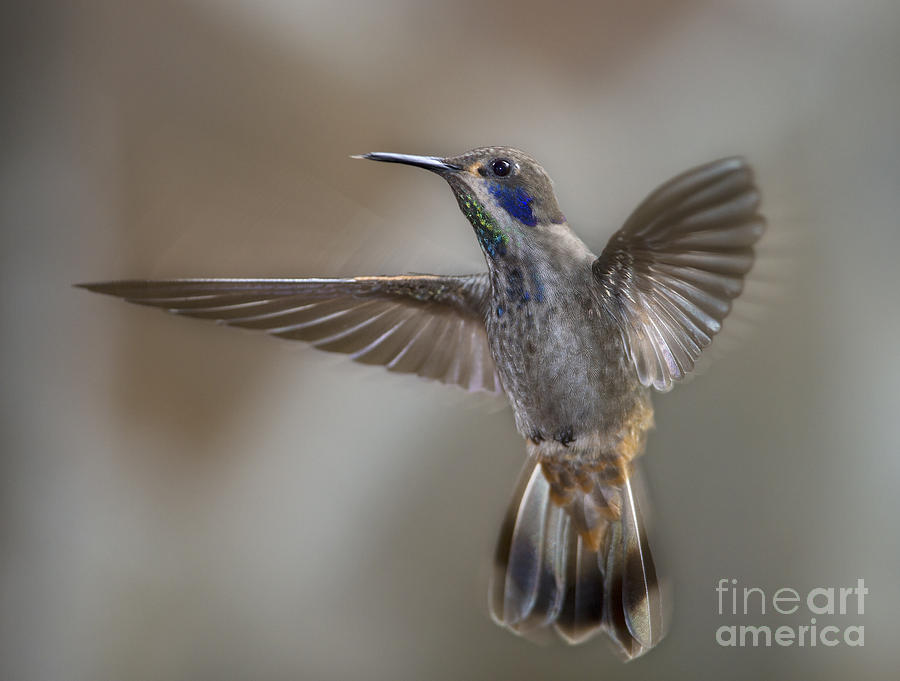 Hummingbird Photograph - Whimsical Gem... by Nina Stavlund