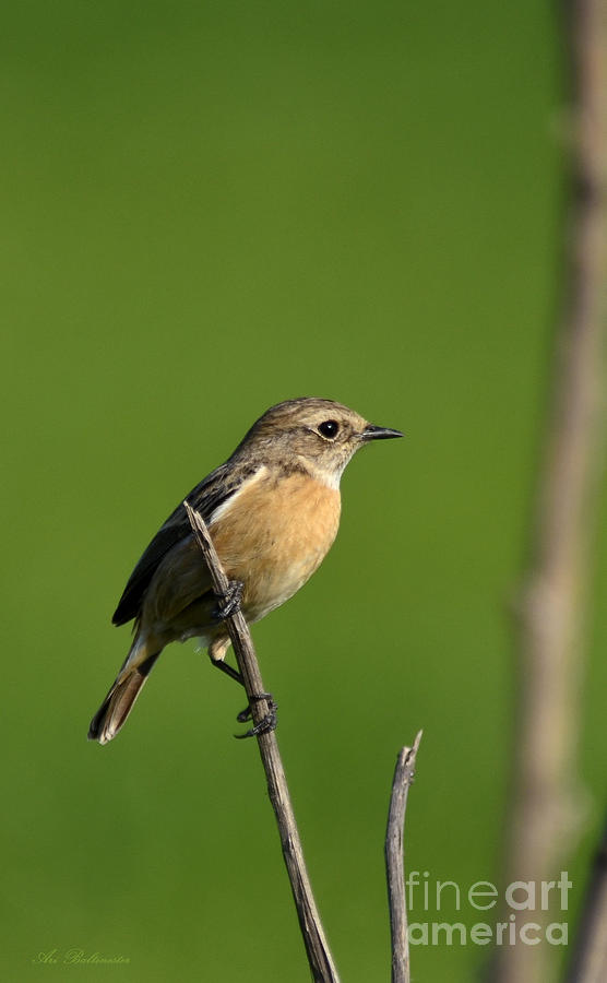 Whinchat 02 Photograph by Arik Baltinester