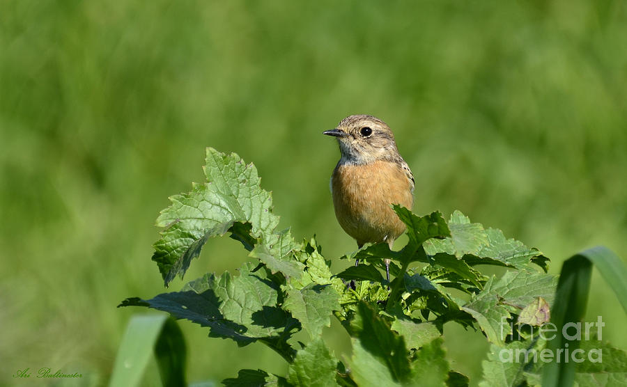 Whinchat Photograph by Arik Baltinester