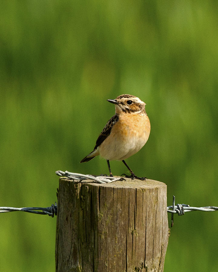 Whinchat Photograph by Paul Scoullar