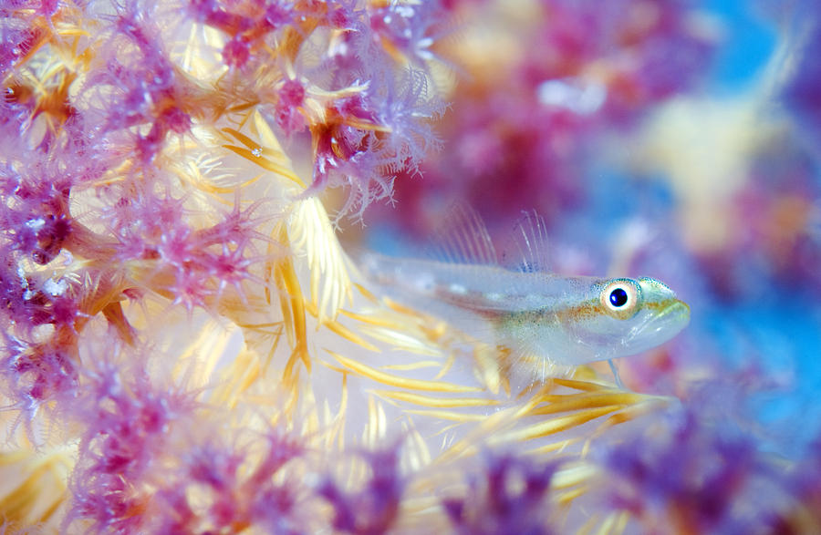 Whip coral goby  Bryaninops yongei Photograph by Dray Van Beeck