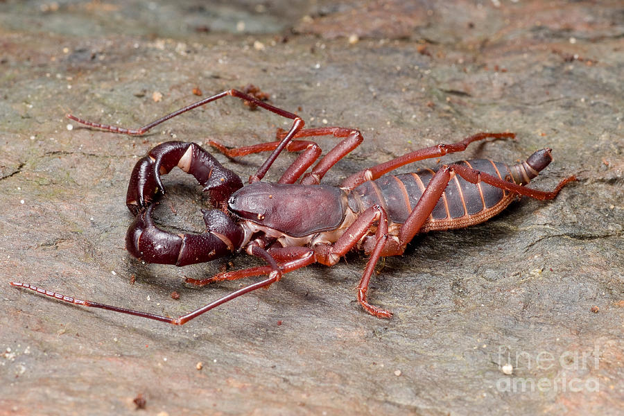 Whip Scorpion Photograph by Frank Teigler